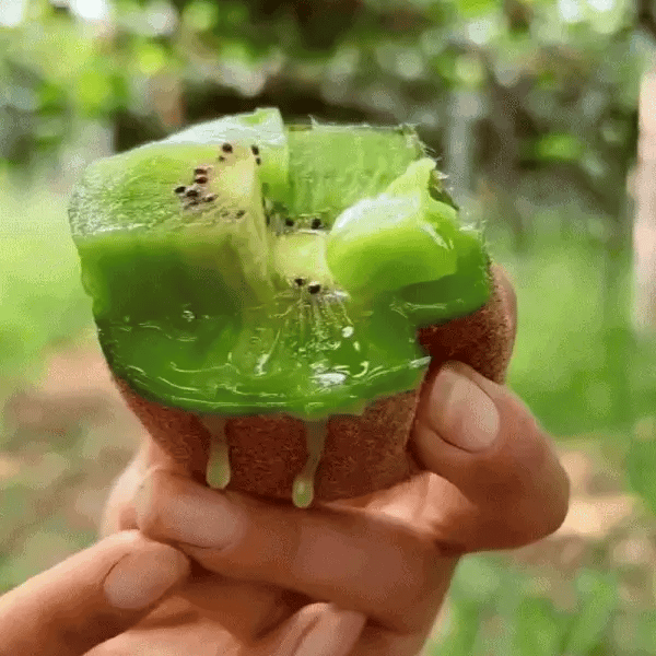 MAGYAR KIWI PALÁNTÁK