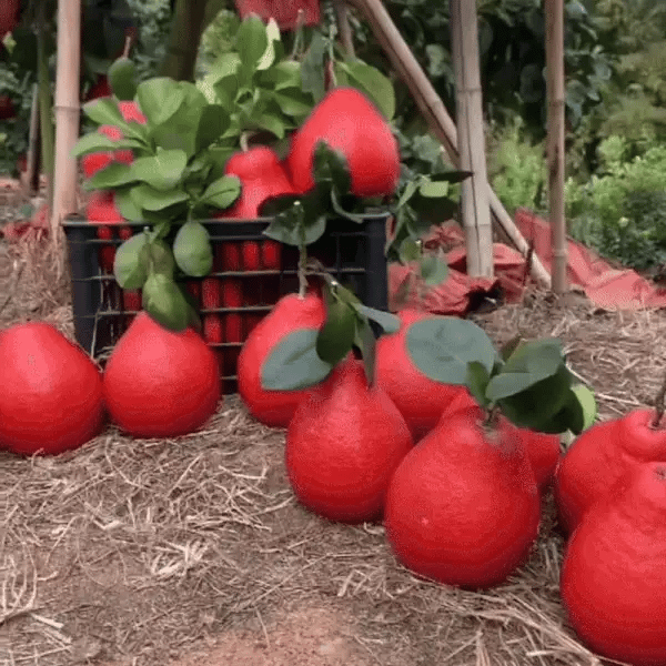 Téli Pomelo